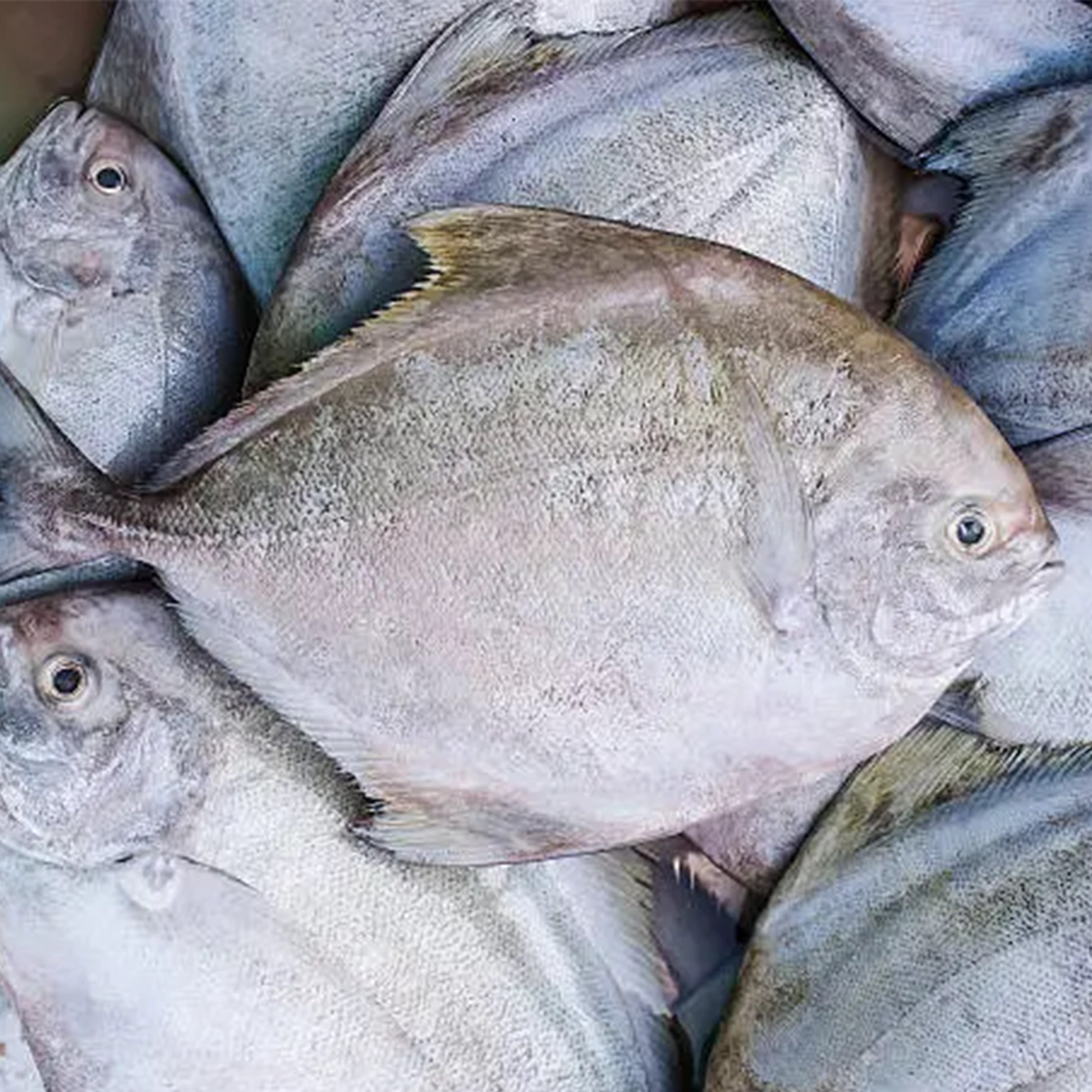 Black Pomfret Whole Frozen (1lb)