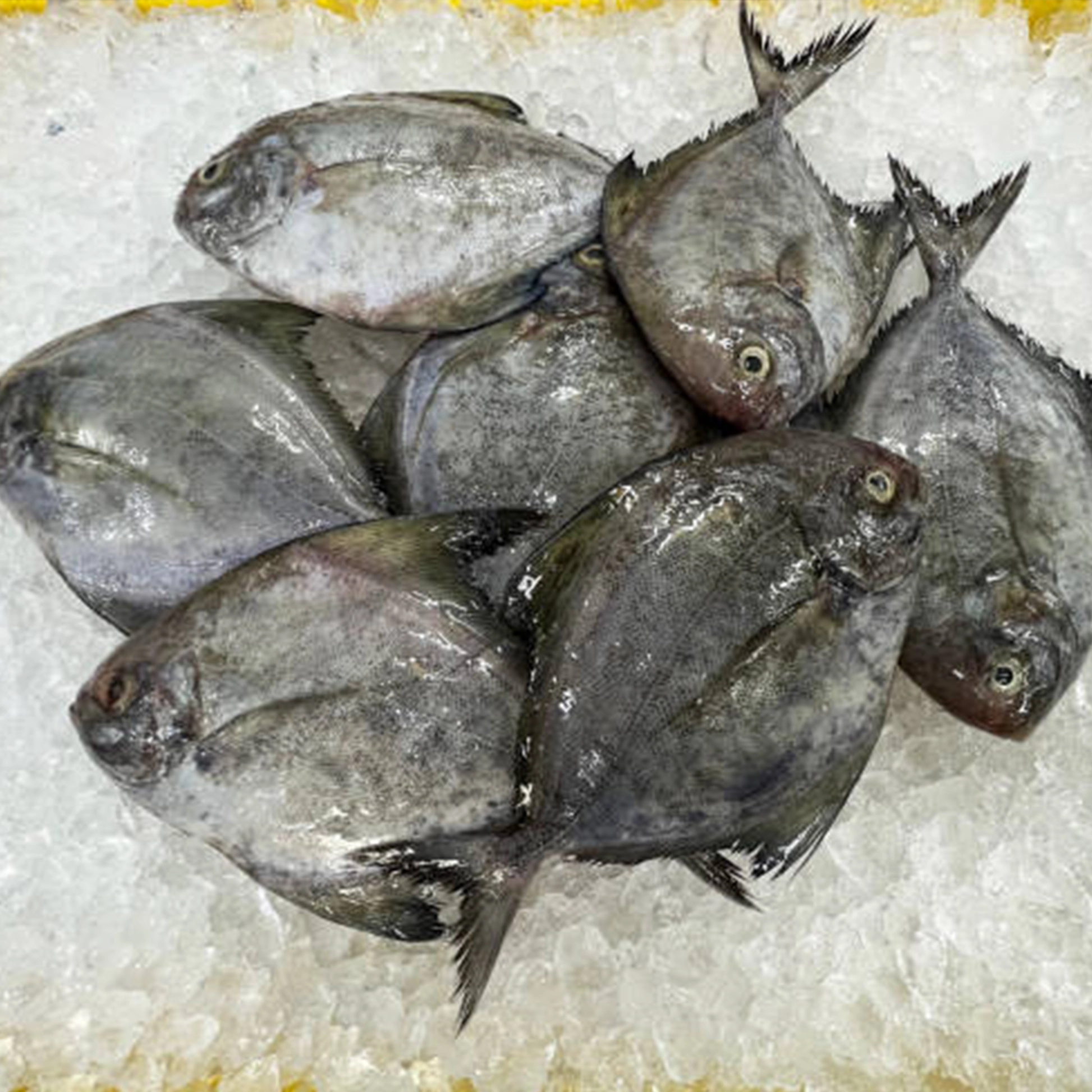 Black Pomfret Whole Frozen (1lb)
