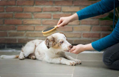 C Fresh Agro Online Order – Fresh Seafood & Meat Vancouver