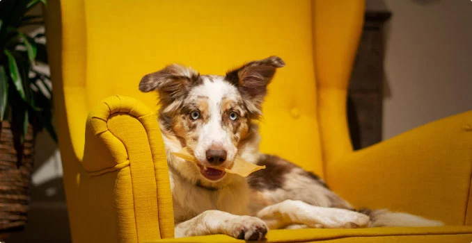 C Fresh Agro Online Order – Fresh Seafood & Meat Vancouver